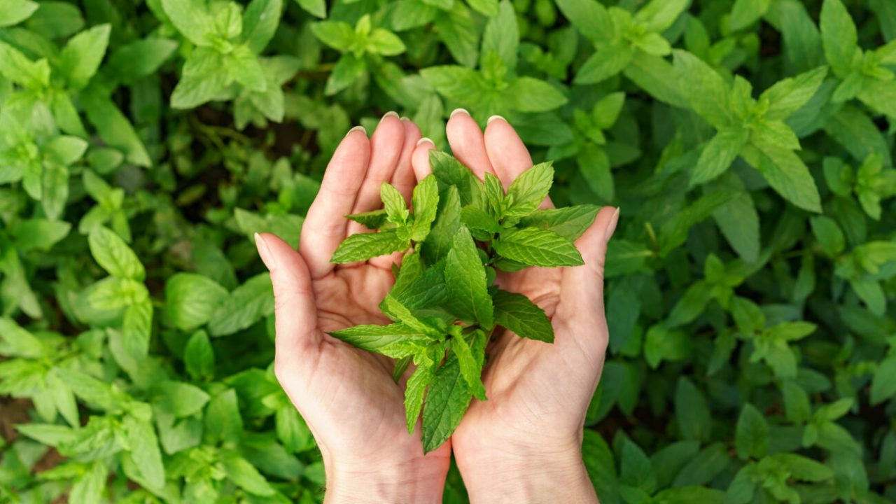 A bunch of fresh mint in female hands, close-up fresh organic mint in background.