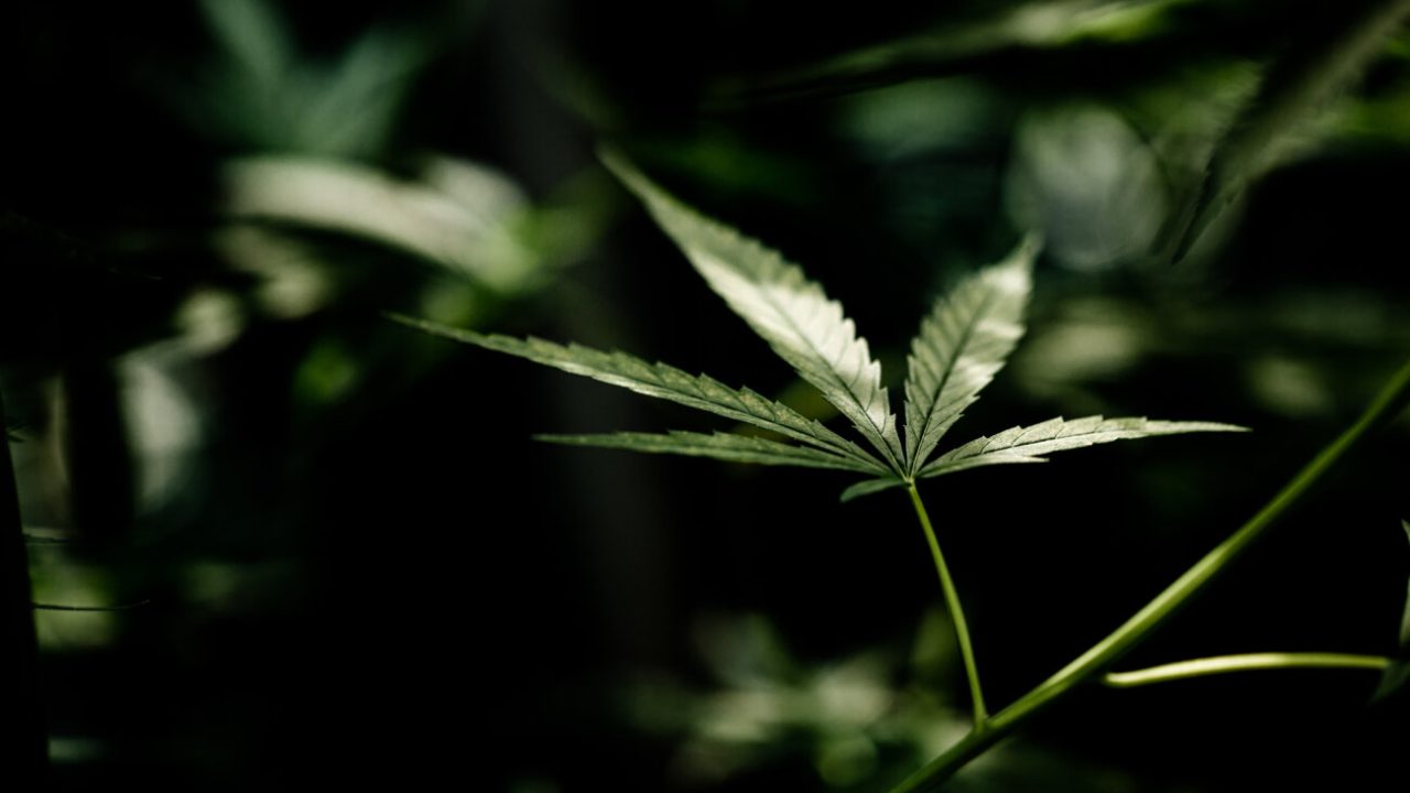Cannabis marijuana leaf closeup dark background. leaves of a marijuana