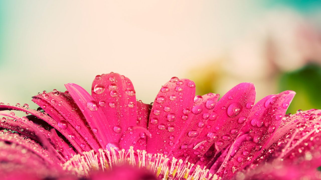 Fresh wet gerbera flower close-up at spring. Great as vintage background or retro greeting card for Valentines day, Mothers day, birthday etc.