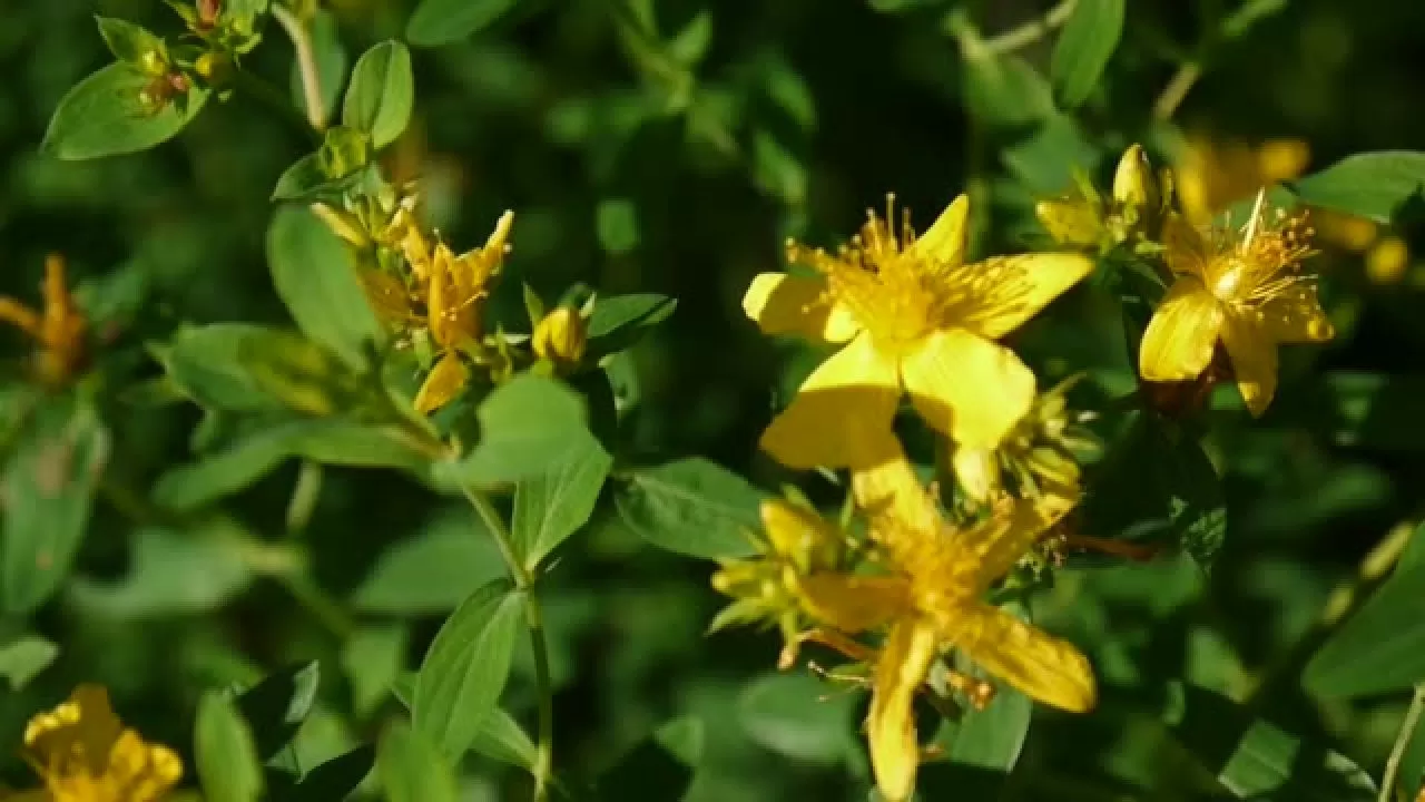 St. John's wort, medicinal plant with flower in the field. Hypericum perforatum. Video footage HD stastic camera.