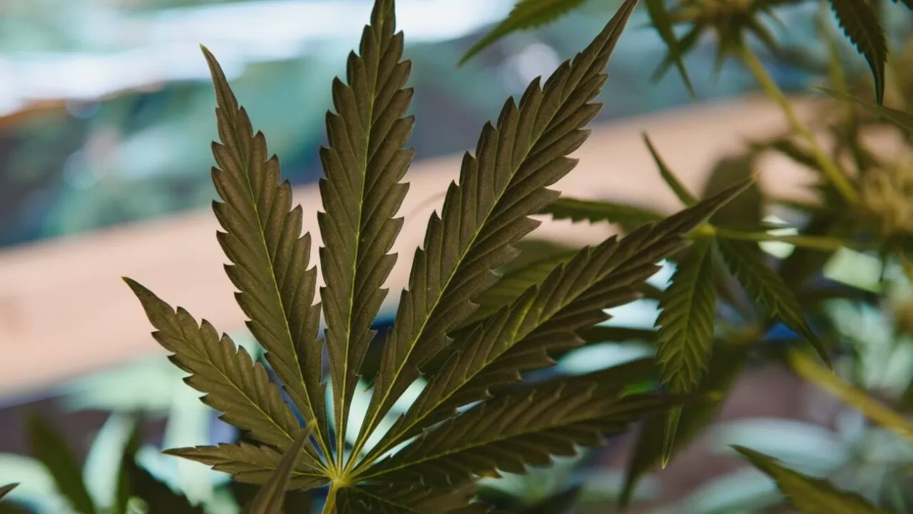 Growing cannabis indica, marijuana leaves, hemp CBD, marijuana vegetation plants, background green, cultivation cannabis, top view