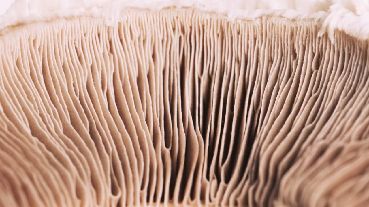 macro-mushroom-texture